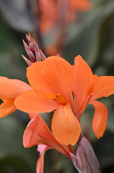 548090 - Conflore (Canna indica 'La Gloire')