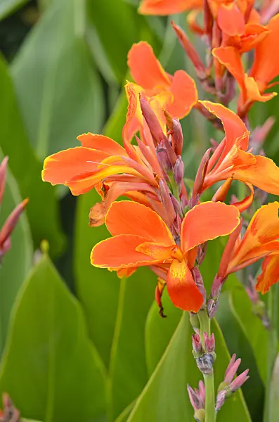 548087 - Conflore (Canna indica 'Liberation')