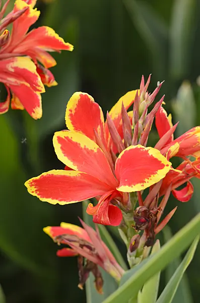 548088 - Conflore (Canna indica 'Lucifer')