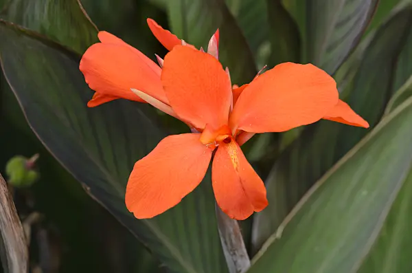 548092 - Conflore (Canna indica 'Verdi')