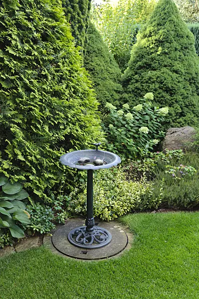 474437 - Conifers with bird bath