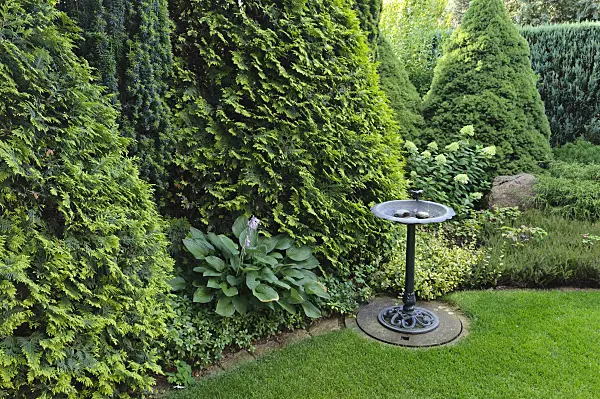 474438 - Conifers with bird bath