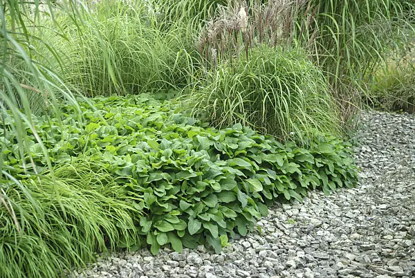 547304 - Consoude à grandes fleurs (Symphytum grandiflorum)