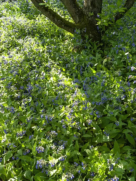 437284 - Consoude du Caucase (Symphytum caucasicum)