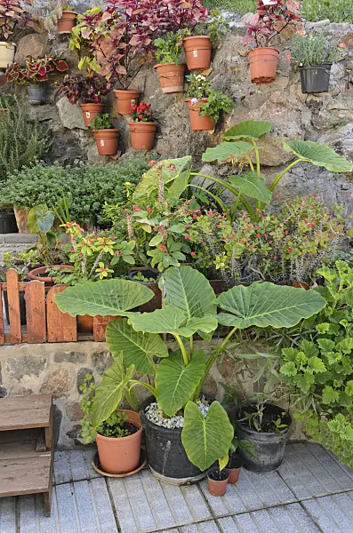 564073 - Container garden, Gran Canaria, Spain