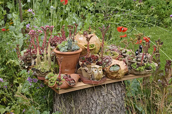 474115 - Container garden with succulents