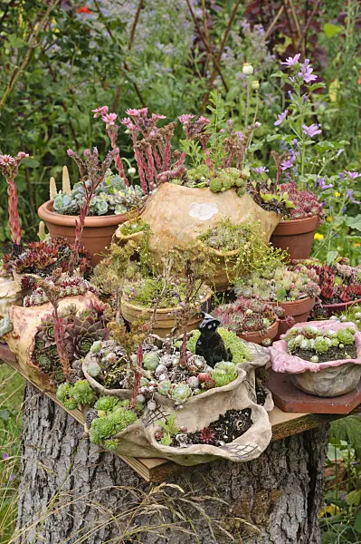 474116 - Container garden with succulents
