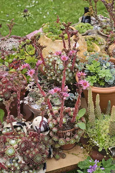 474117 - Container garden with succulents