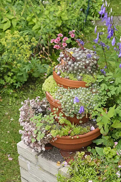 474114 - Container pyramid with succulents
