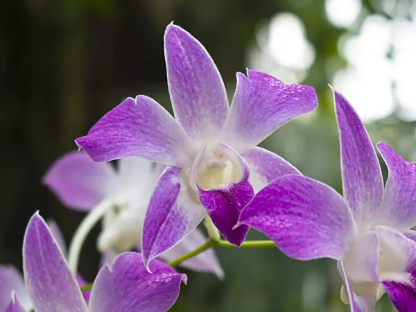 418055 - Cooktown orchid (Dendrobium phalaenopsis)