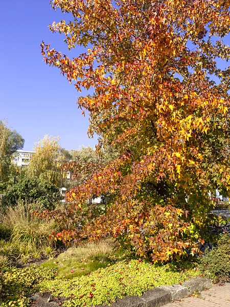 465119 - Copalme d'Amérique (Liquidambar styraciflua)
