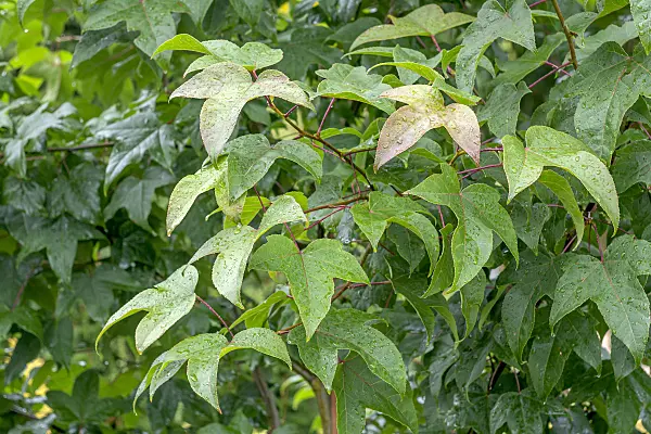 616253 - Copalme (Liquidambar acalycina)