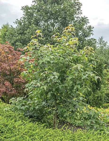 616255 - Copalme (Liquidambar acalycina)