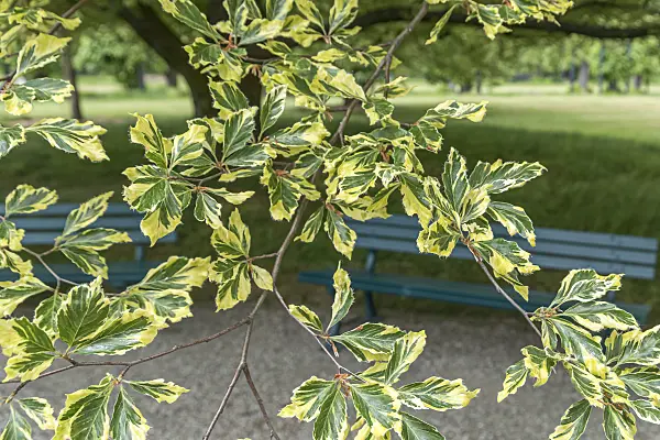 625194 - Copper beech (Fagus sylvatica 'Albomarginata')