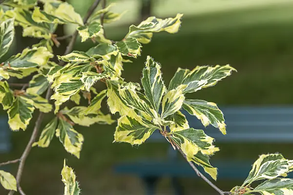 625195 - Copper beech (Fagus sylvatica 'Albomarginata')