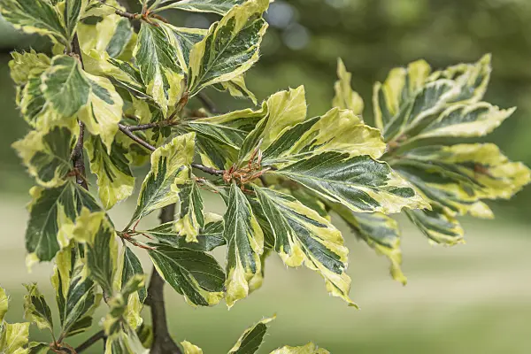 625196 - Copper beech (Fagus sylvatica 'Albomarginata')