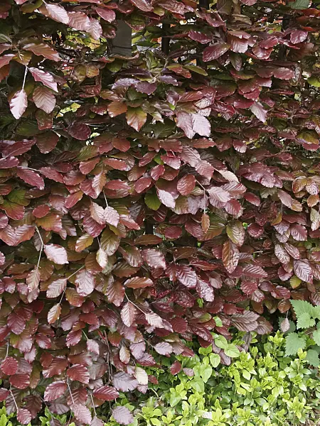 454023 - Copper beech (Fagus sylvatica 'Atropunicea')