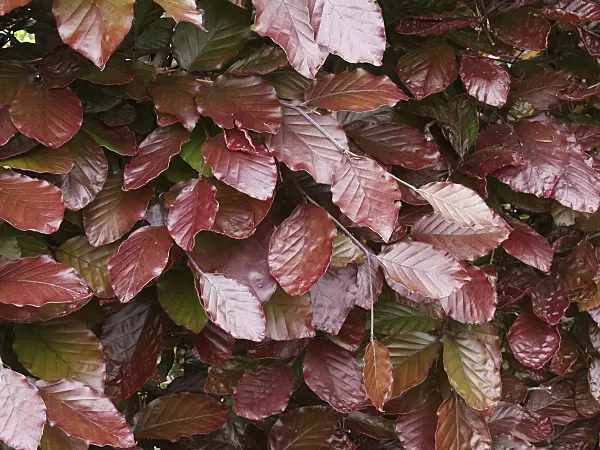 454024 - Copper beech (Fagus sylvatica 'Atropunicea')