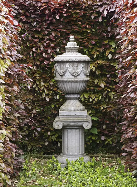 471386 - Copper beech (Fagus sylvatica 'Atropunicea')