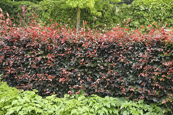 547142 - Copper beech (Fagus sylvatica 'Atropunicea')
