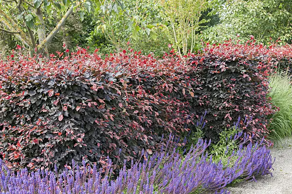 651260 - Copper beech (Fagus sylvatica 'Atropunicea')