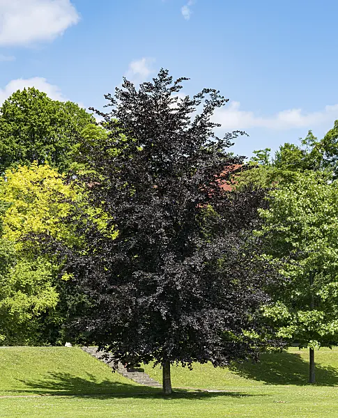 651261 - Copper beech (Fagus sylvatica 'Atropunicea')