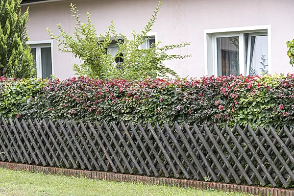 625212 - Copper beech (Fagus sylvatica 'Atropurpurea')