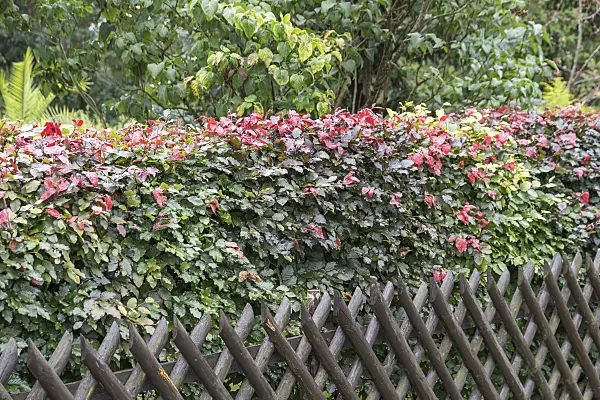 625213 - Copper beech (Fagus sylvatica 'Atropurpurea')