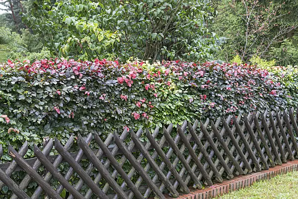 625214 - Copper beech (Fagus sylvatica 'Atropurpurea')