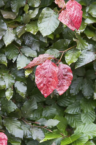 625215 - Copper beech (Fagus sylvatica 'Atropurpurea')