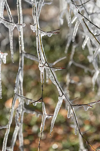 625199 - Copper beech (Fagus sylvatica 'Bornyensis')