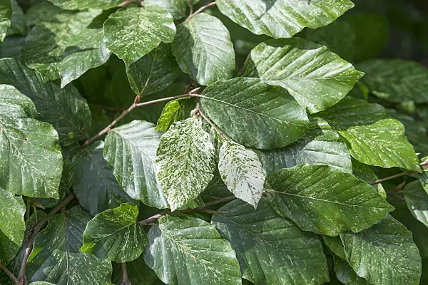 625201 - Copper beech (Fagus sylvatica 'Marmorstar')