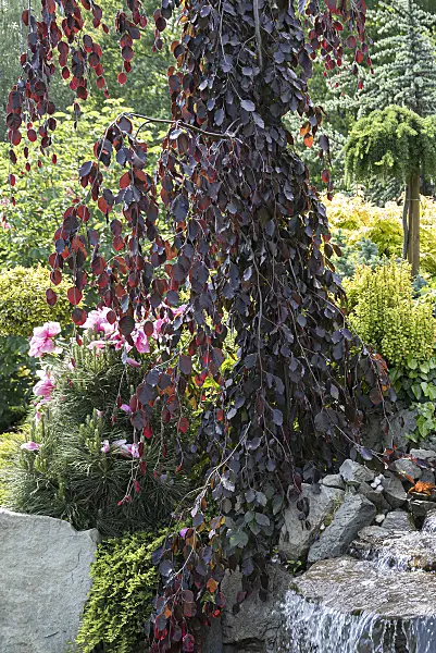 651264 - Copper beech (Fagus sylvatica 'Purple Fountain')