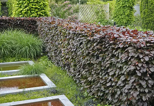 502197 - Copper beech (Fagus sylvatica 'Purpurea Latifolia')