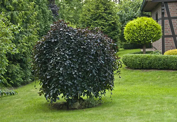 517175 - Copper beech (Fagus sylvatica 'Purpurea Pendula')