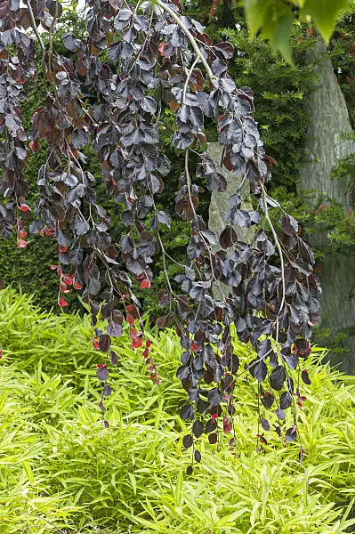 625202 - Copper beech (Fagus sylvatica 'Purpurea Pendula') and Pleioblastus viridistriatus syn. Arundinaria viridistriata