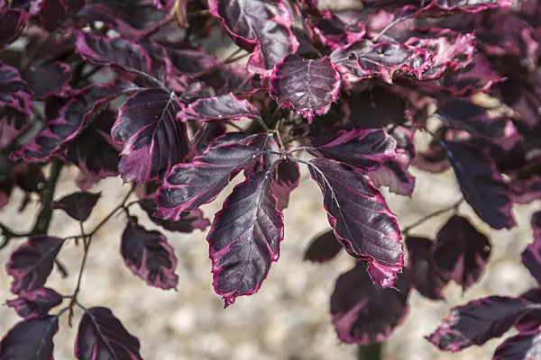 625203 - Copper beech (Fagus sylvatica 'Purpurea Tricolor')
