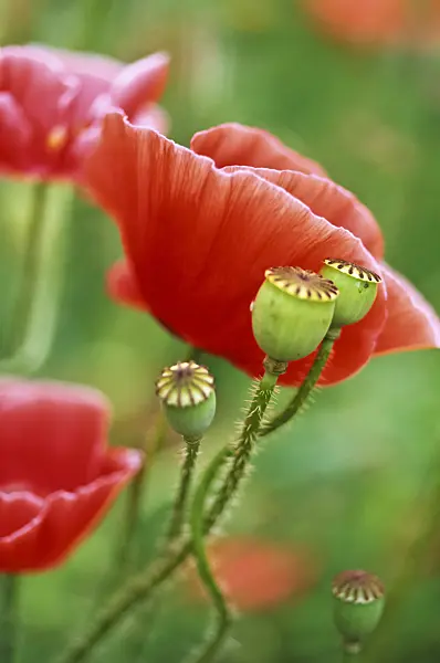 428289 - Coquelicot (Papaver rhoeas)
