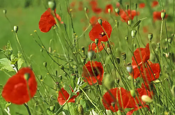 430222 - Coquelicot (Papaver rhoeas)