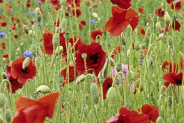 436201 - Coquelicot (Papaver rhoeas)