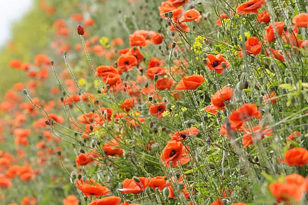 485071 - Coquelicot (Papaver rhoeas)