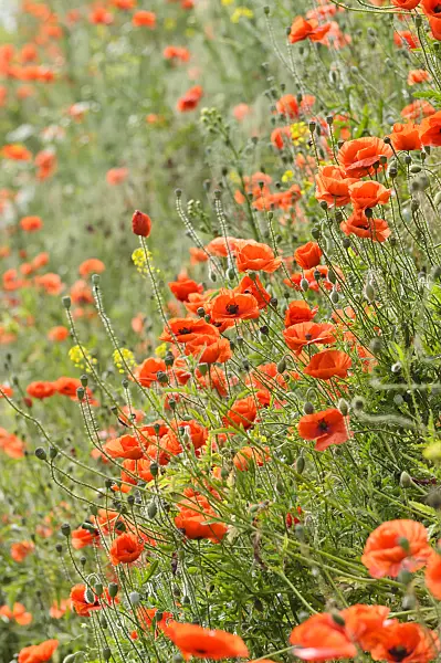 485072 - Coquelicot (Papaver rhoeas)