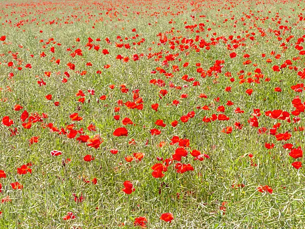 485173 - Coquelicot (Papaver rhoeas)