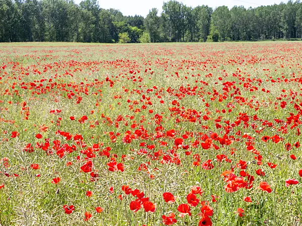 486238 - Coquelicot (Papaver rhoeas)
