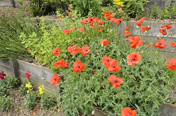 521390 - Coquelicot (Papaver rhoeas)