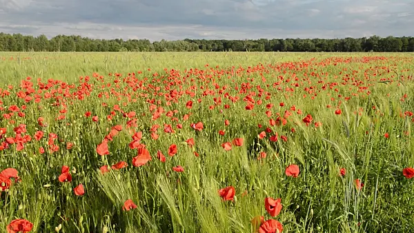 509064 - Coquelicot (Papaver rhoeas) et orge commune (Hordeum vulgare), Brandebourg, Allemagne