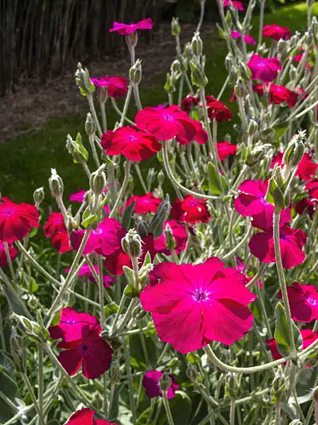 414161 - Coquelourde des jardins (Lychnis coronaria syn. Silene coronaria)
