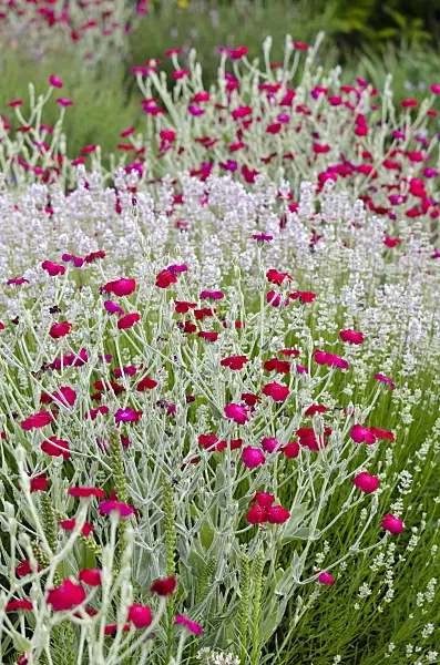 522040 - Coquelourde des jardins (Lychnis coronaria syn. Silene coronaria)