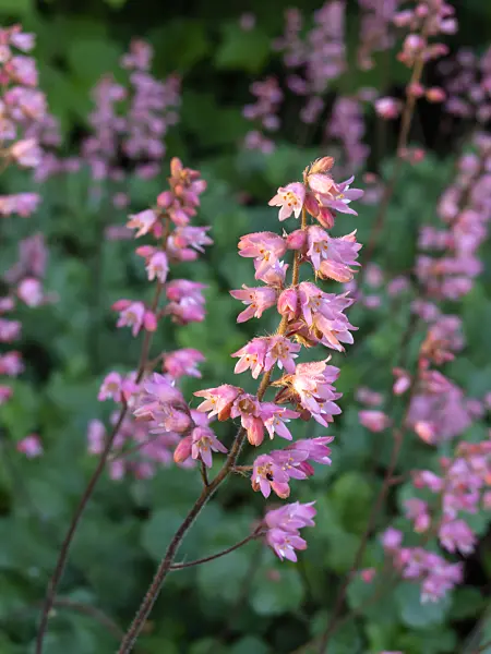 460102 - Coral bells (Heuchera sanguinea)