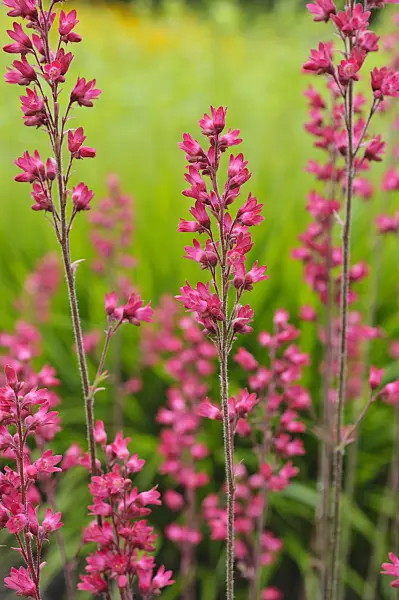 472239 - Coral bells (Heuchera sanguinea)